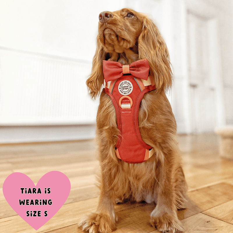 Trail & Glow® Dog Harness Bundle Set - COLOUR DROPS® - Spice it up - Bailey and Coco (UK)