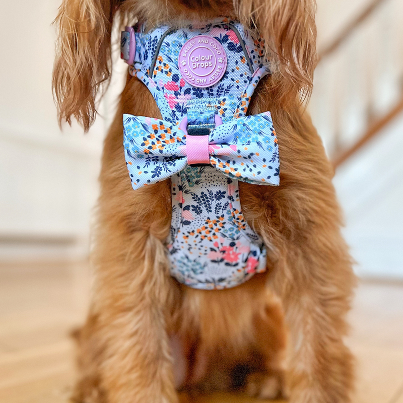 Trail & Glow Dog Harness Bundle Set - Colour Drops - Spring Dreams - Bailey and Coco (UK)