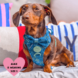 Trail & Glow® Dog Harness Bundle Set - COLOUR DROPS® - Touch Grass - Bailey and Coco (UK)