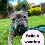 Trail & Glow® Dog Harness Bundle Set - Emerald Teddy - Bailey and Coco (UK)