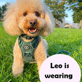 Trail & Glow® Dog Harness Bundle Set - Emerald Teddy - Bailey and Coco (UK)