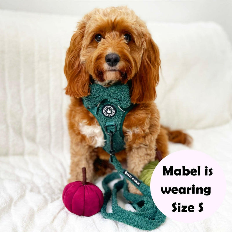 Trail & Glow® Dog Harness Bundle Set - Emerald Teddy - Bailey and Coco (UK)
