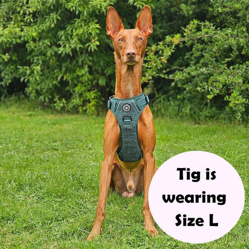 Trail & Glow® Dog Harness Bundle Set - Emerald Teddy - Bailey and Coco (UK)
