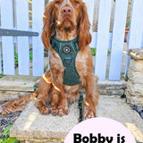 Trail & Glow® Dog Harness Bundle Set - Emerald Teddy - Bailey and Coco (UK)
