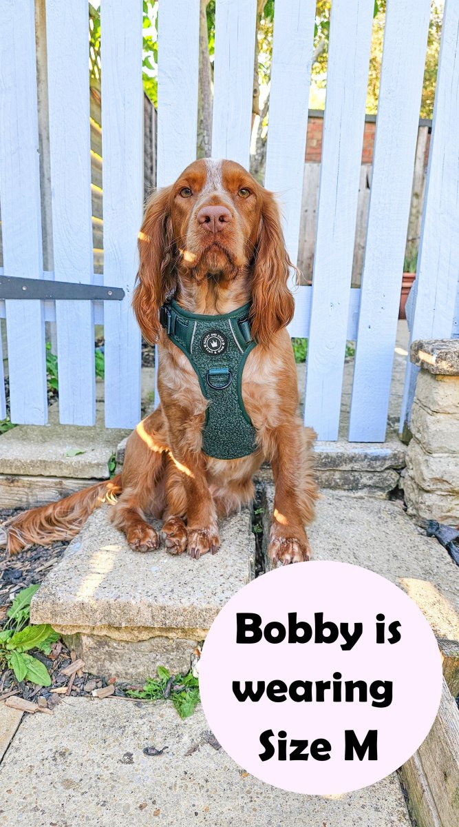 Trail & Glow® Dog Harness Bundle Set - Emerald Teddy - Bailey and Coco (UK)