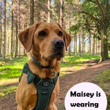 Trail & Glow® Dog Harness Bundle Set - Emerald Teddy - Bailey and Coco (UK)