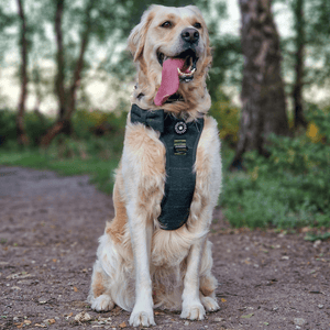 Trail & Glow® Dog Harness Bundle Set - Forest Tweed - Bailey and Coco (UK)