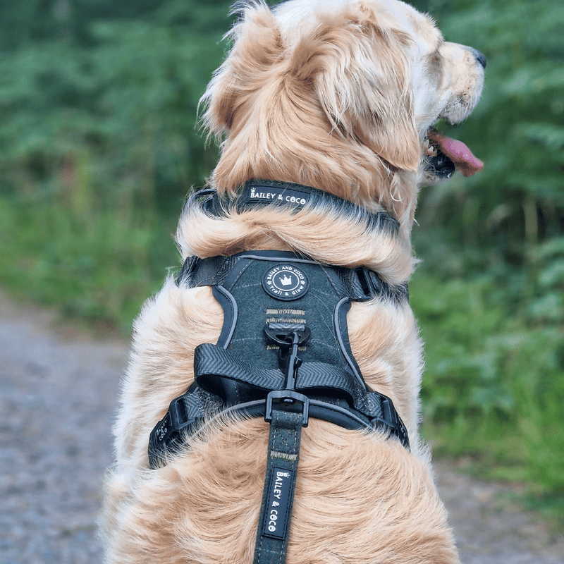 Trail & Glow® Dog Harness Bundle Set - Forest Tweed - Bailey and Coco (UK)