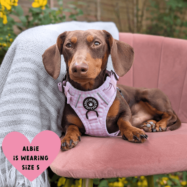 Trail & Glow® Dog Harness Bundle Set - Gingham Dreams - Bailey and Coco (UK)