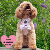 Trail & Glow® Dog Harness Bundle Set - Gingham Dreams - Bailey and Coco (UK)