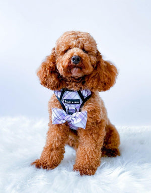 Trail & Glow® Dog Harness Bundle Set - Lilac Haze - Bailey and Coco (UK)