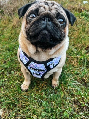 Trail & Glow® Dog Harness Bundle Set - Lilac Haze - Bailey and Coco (UK)