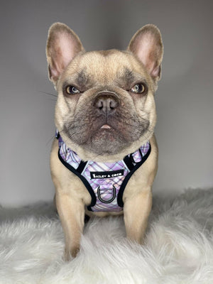 Trail & Glow® Dog Harness Bundle Set - Lilac Haze - Bailey and Coco (UK)