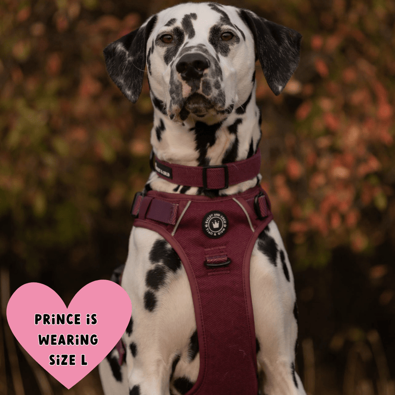 Trail & Glow® Dog Harness Bundle Set - Mulberry Tweed - Bailey and Coco (UK)