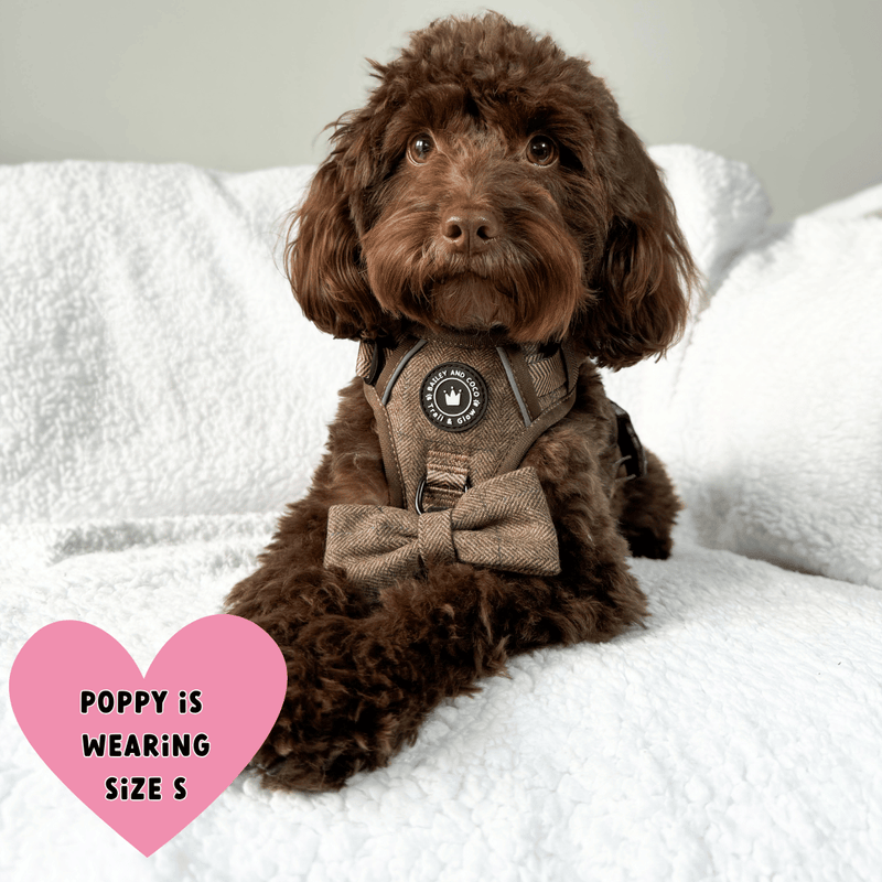 Trail & Glow® Dog Harness Bundle Set - Oxford Tweed - Bailey and Coco (UK)