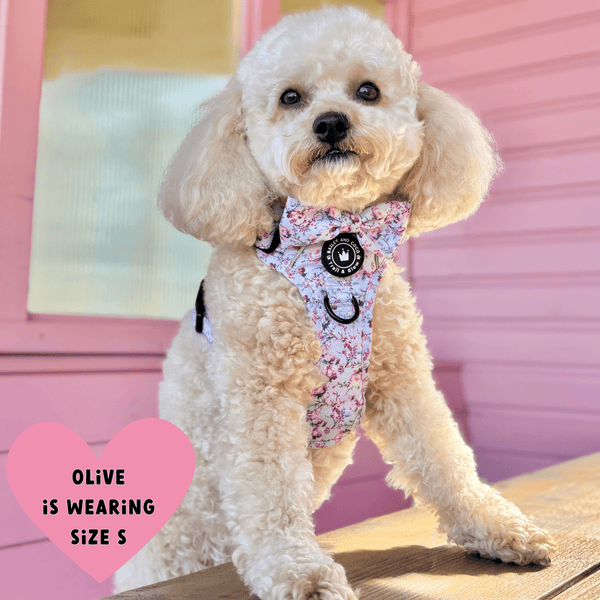 Trail & Glow® Dog Harness Bundle Set - Peony Blossom - Bailey and Coco (UK)