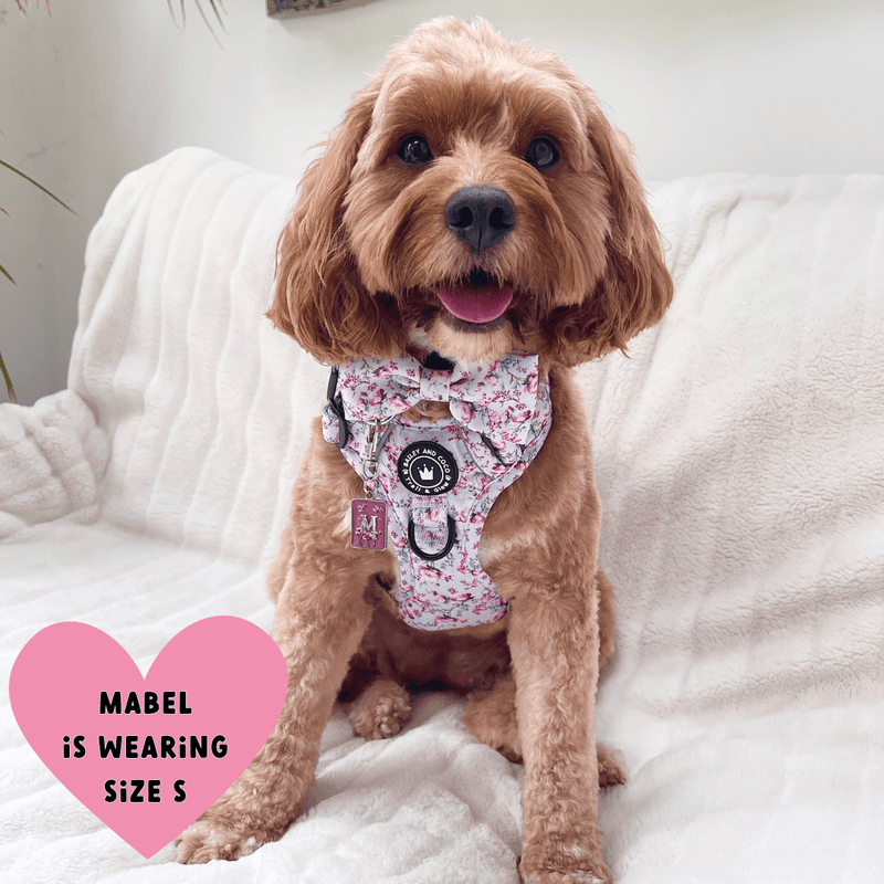 Trail & Glow® Dog Harness Bundle Set - Peony Blossom - Bailey and Coco (UK)