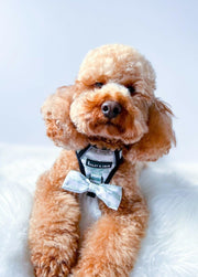 Trail & Glow® Dog Harness Bundle Set - Peppermint Paws - Bailey and Coco (UK)