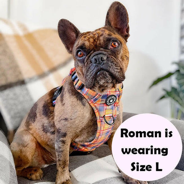 Trail & Glow® Dog Harness Bundle Set - Rustic Tartan - alternate view