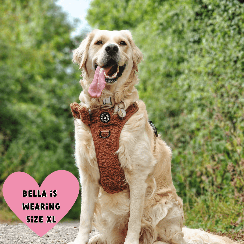 Trail & Glow® Dog Harness Bundle Set - Teddy Bear - Bailey and Coco (UK)