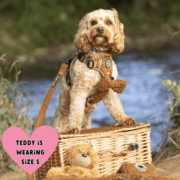 Trail & Glow® Dog Harness Bundle Set - Teddy Bear - alternate view