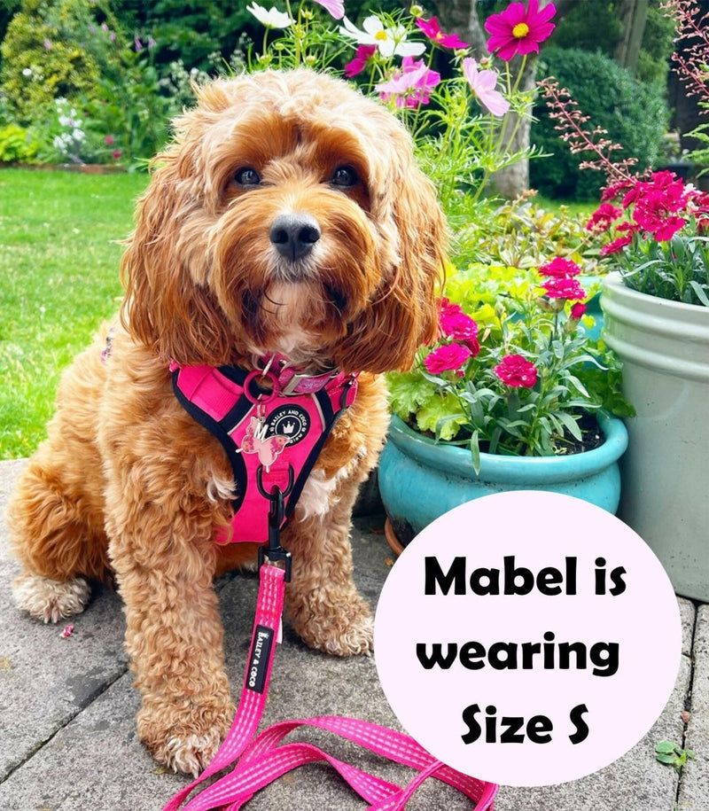 Trail & Glow® Dog Harness Bundle Set - The Hot Pink One - Bailey and Coco (UK)