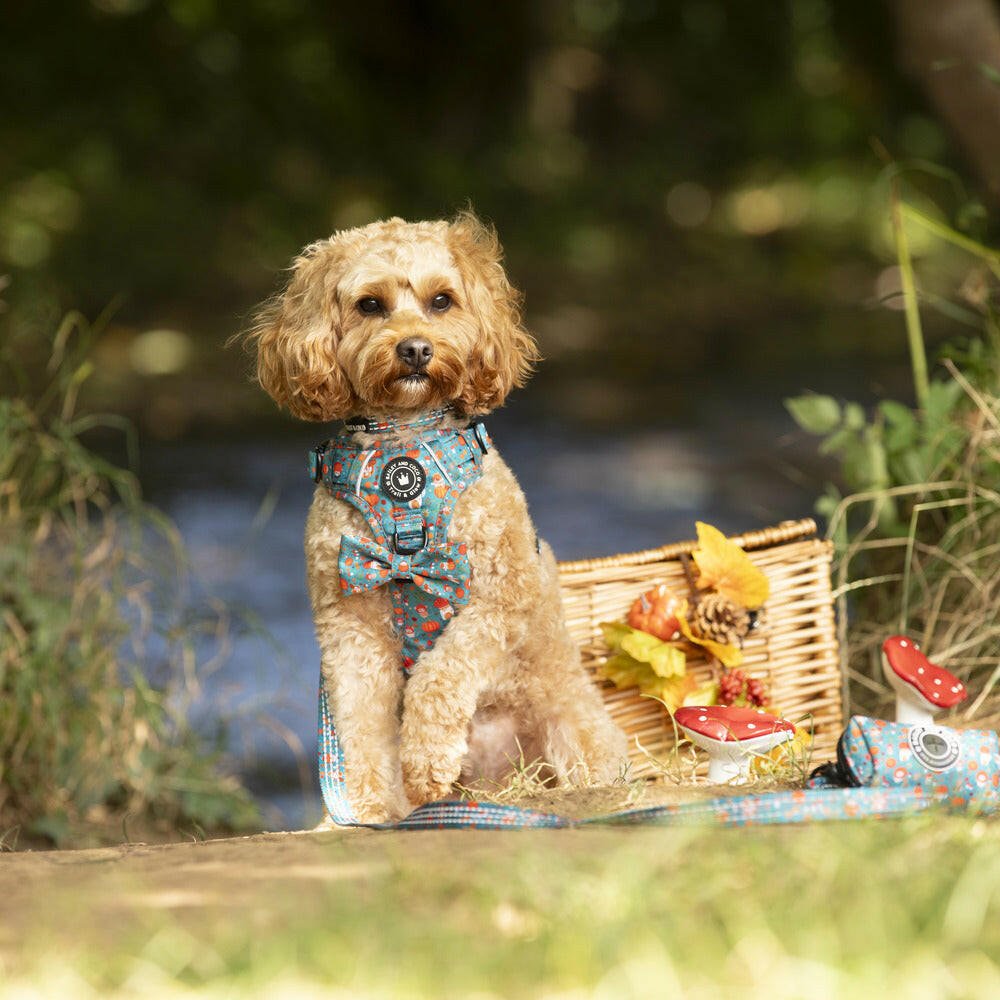 Trail & Glow® Dog Harness Bundle Set - Woodland Magic - Bailey and Coco (UK)