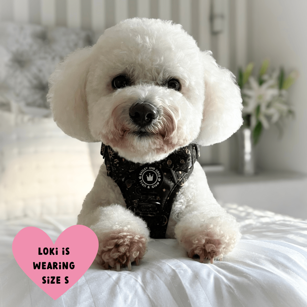 Trail & Glow® Dog Harness - Celestial - Bailey and Coco (UK)