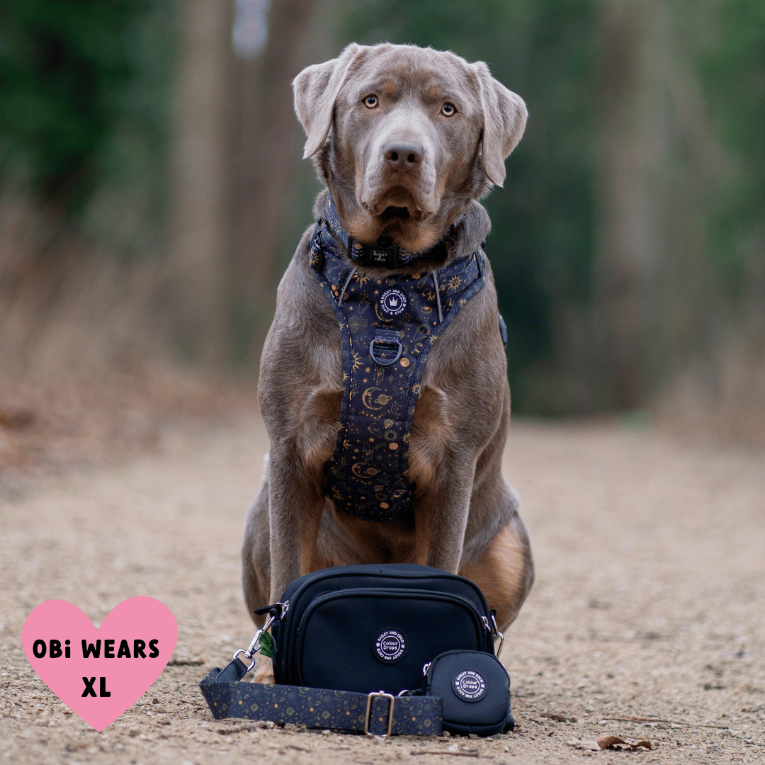 best harness for labrador that pulls