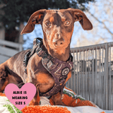 Trail & Glow® Dog Harness - Celestial - Bailey and Coco (UK)