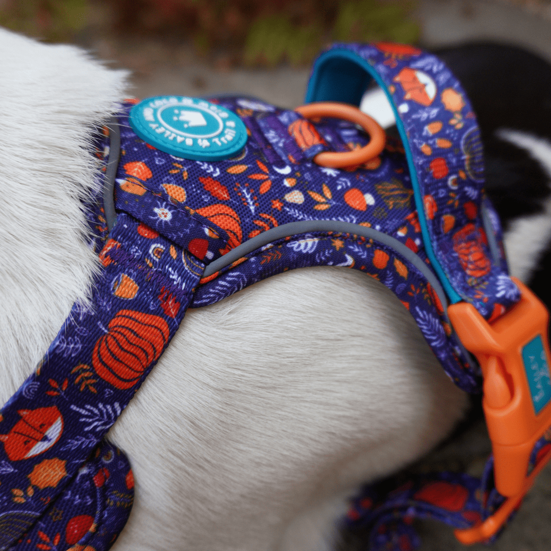 Trail & Glow Dog Harness - COLOUR DROPS® - Bewitched - Bailey and Coco (UK)