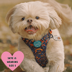 Trail & Glow Dog Harness - COLOUR DROPS® - Bewitched - Bailey and Coco (UK)