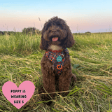 Trail & Glow Dog Harness - COLOUR DROPS® - Bewitched - Bailey and Coco (UK)