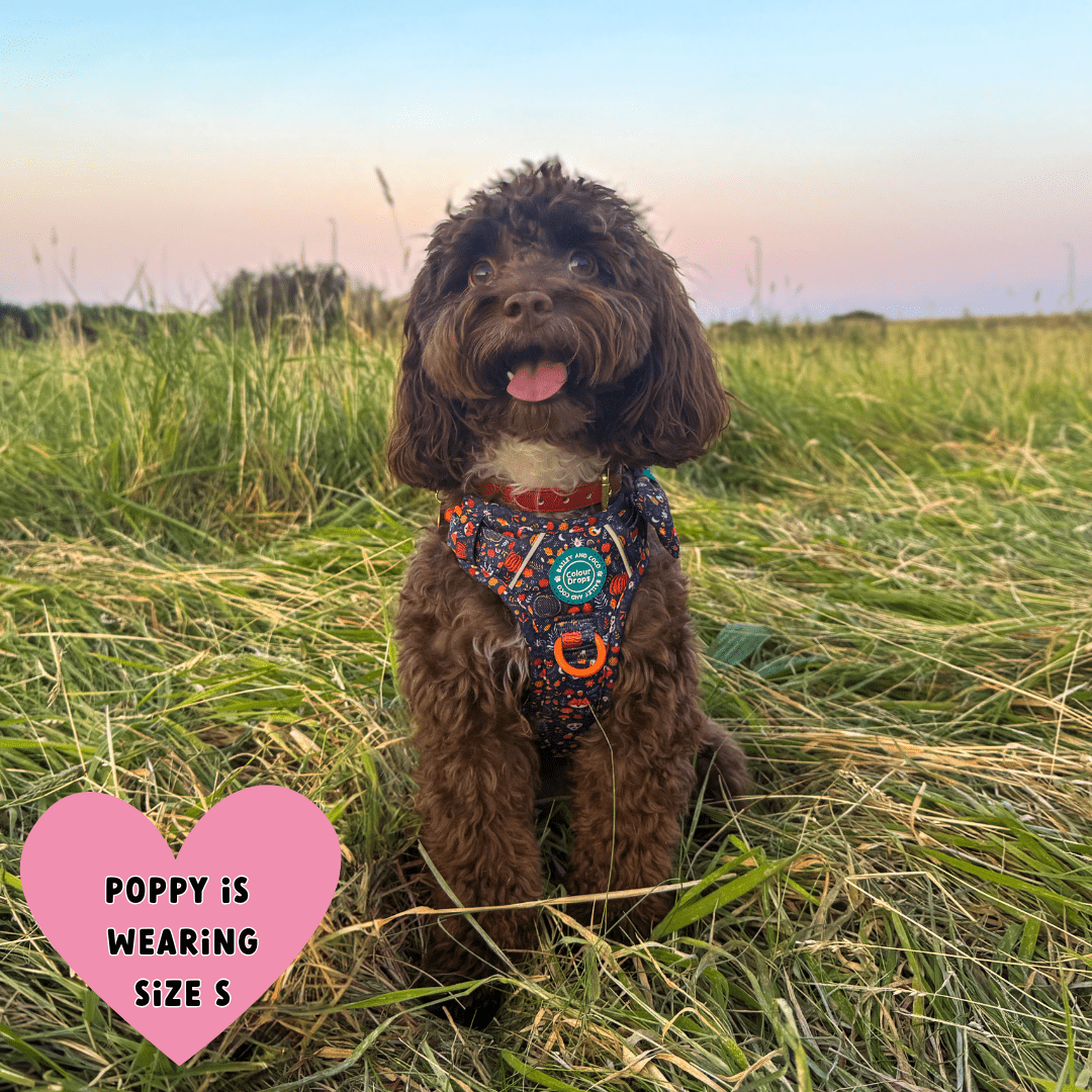 Trail & Glow Dog Harness - COLOUR DROPS® - Bewitched - Bailey and Coco (UK)