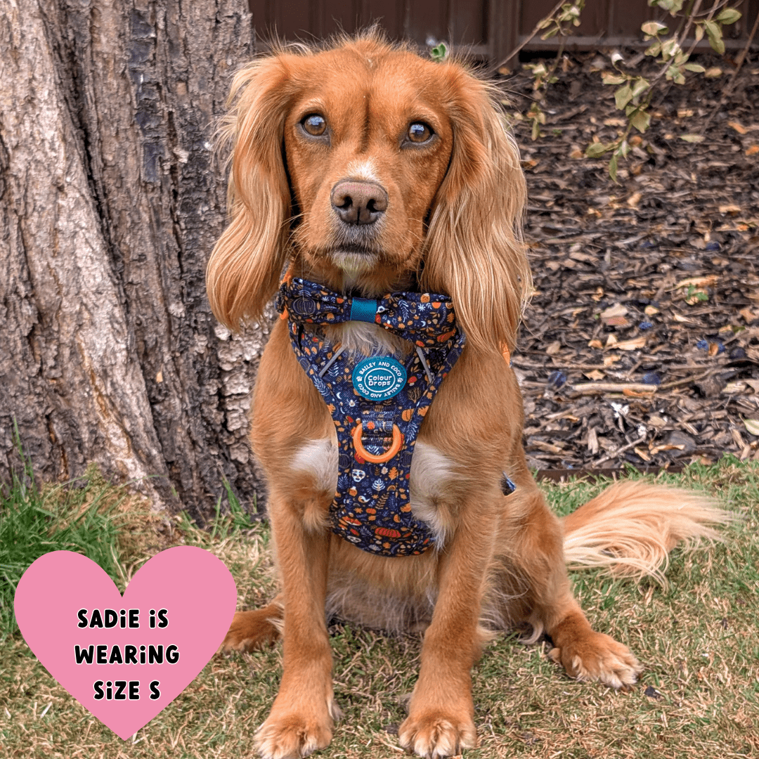 Trail & Glow Dog Harness - COLOUR DROPS® - Bewitched - Bailey and Coco (UK)