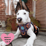 Trail & Glow Dog Harness - COLOUR DROPS® - Bewitched - Bailey and Coco (UK)