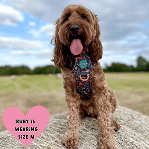 Trail & Glow Dog Harness - COLOUR DROPS® - Bewitched - Bailey and Coco (UK)