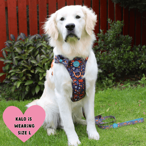 Trail & Glow Dog Harness - COLOUR DROPS® - Bewitched - Bailey and Coco (UK)