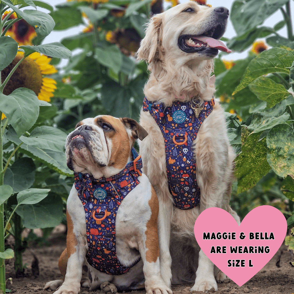 Trail & Glow Dog Harness - COLOUR DROPS® - Bewitched - Bailey and Coco (UK)