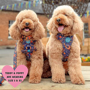 Trail & Glow Dog Harness - COLOUR DROPS® - Bewitched - Bailey and Coco (UK)