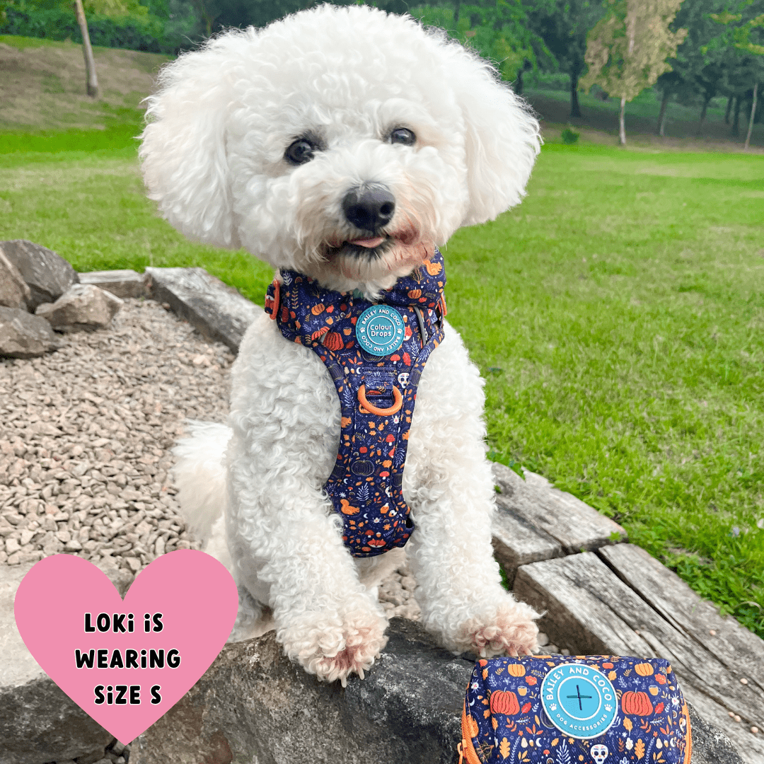 Trail & Glow Dog Harness - COLOUR DROPS® - Bewitched - Bailey and Coco (UK)