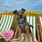 Trail & Glow Dog Harness - COLOUR DROPS® - Bewitched - Bailey and Coco (UK)