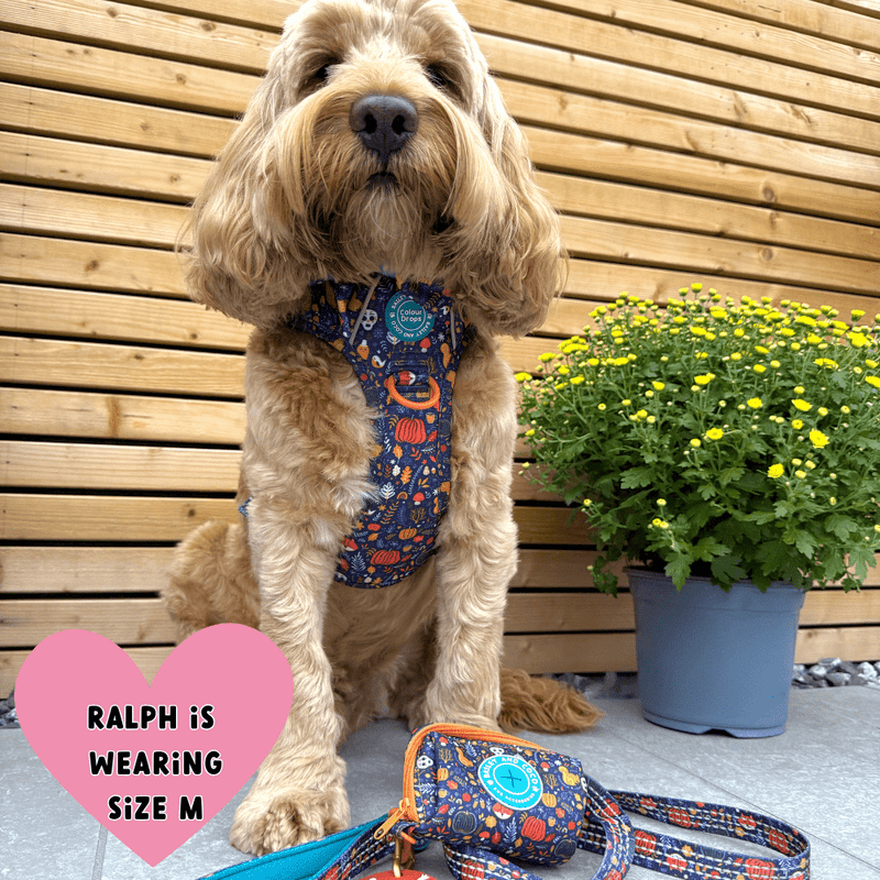 Trail & Glow Dog Harness - COLOUR DROPS® - Bewitched - Bailey and Coco (UK)