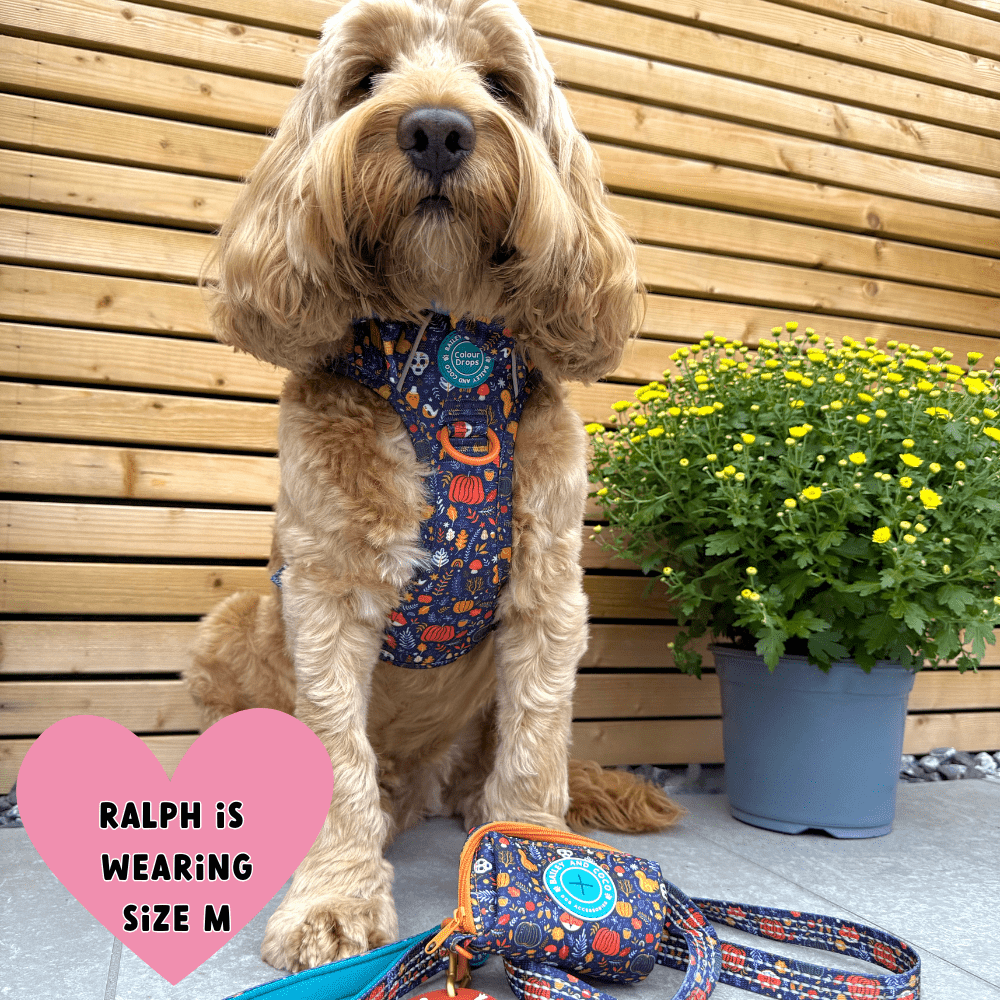 Trail & Glow Dog Harness - COLOUR DROPS® - Bewitched - Bailey and Coco (UK)