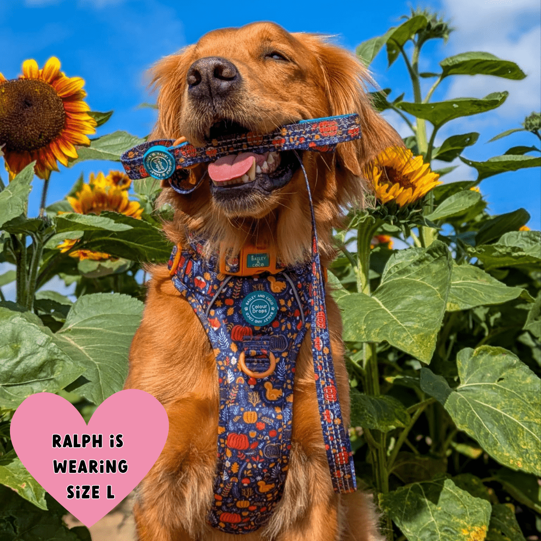 Trail & Glow Dog Harness - COLOUR DROPS® - Bewitched - Bailey and Coco (UK)