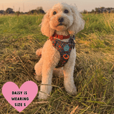 Trail & Glow Dog Harness - COLOUR DROPS® - Bewitched - Bailey and Coco (UK)