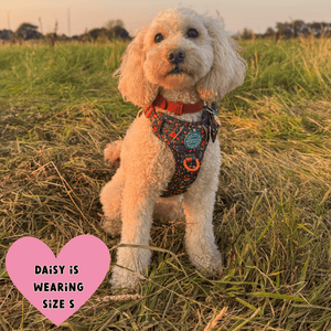 Trail & Glow Dog Harness - COLOUR DROPS® - Bewitched - Bailey and Coco (UK)
