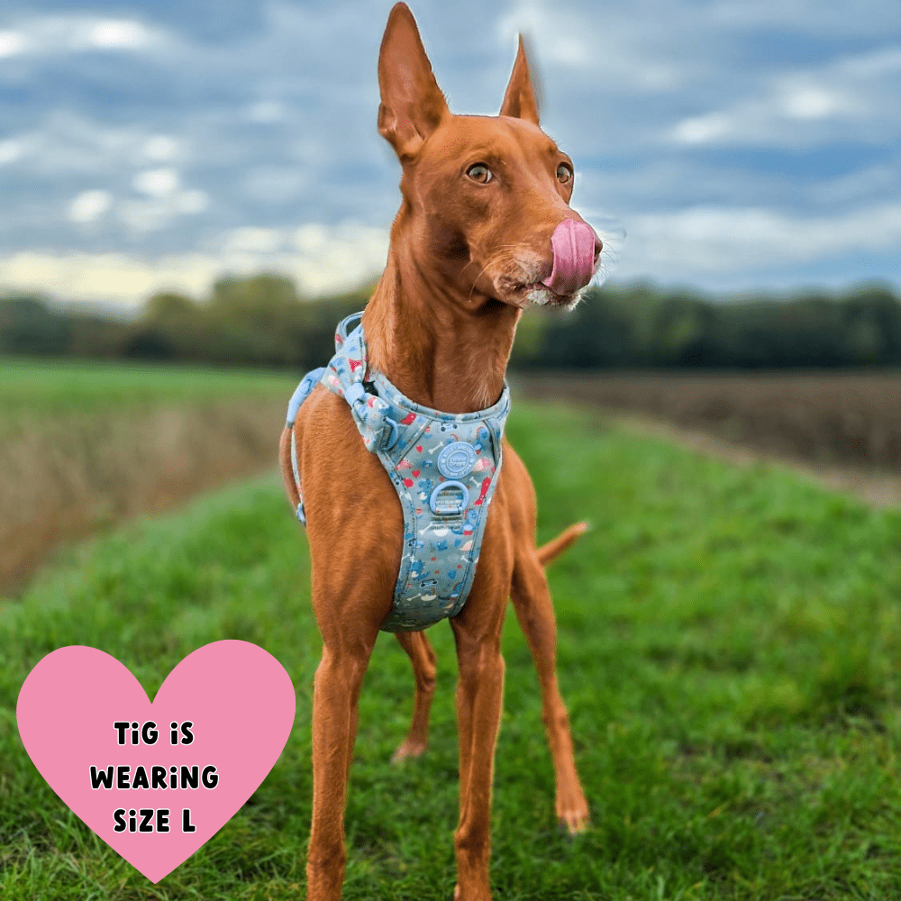 Trail & Glow Dog Harness - Colour Drops - Dino Party - Bailey and Coco (UK)