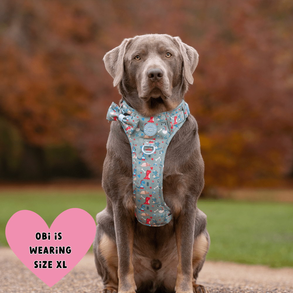 Trail & Glow Dog Harness - Colour Drops - Dino Party - Bailey and Coco (UK)