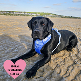 Trail & Glow Dog Harness - COLOUR DROPS® - Head in the Clouds - Bailey and Coco (UK)